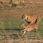 Bengal Tiger in Rajasthan, India, chasing a Chital Deer