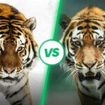 Bengal Tiger vs Siberian Tiger : Who Would Win?