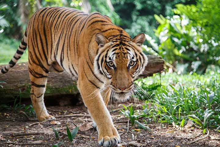 Malayan tiger is walking towards viewer lookig straight