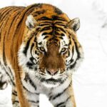 Slowly walking Siberian tiger in snow