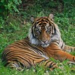 Sumatran Tiger, panthera tigris sumatrae, Male laying