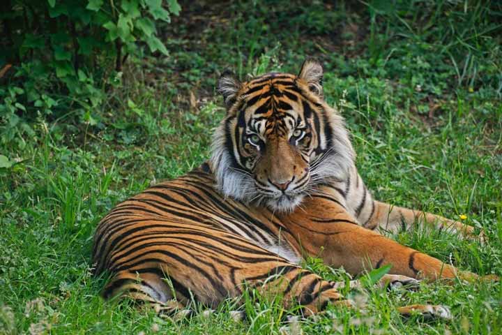 Sumatran Tiger, panthera tigris sumatrae, Male laying