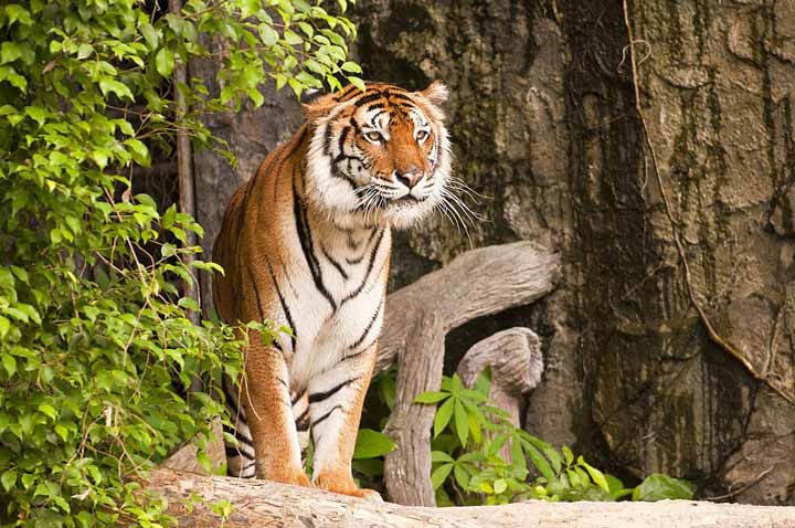 The Indo-Chinese Tiger