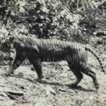 A photo of a Javan tiger, 1938 at Ujung Kulon