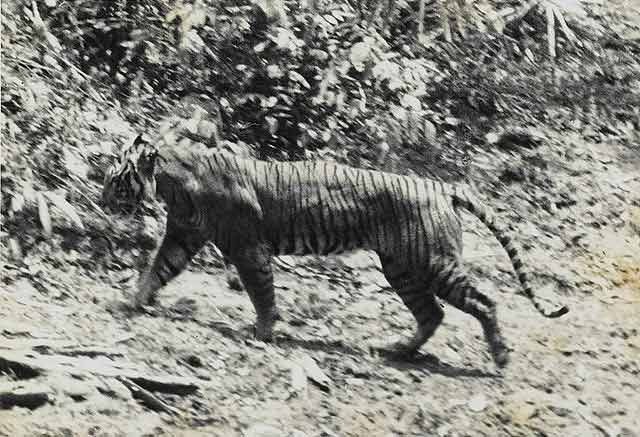 A photo of a Javan tiger, 1938 at Ujung Kulon
