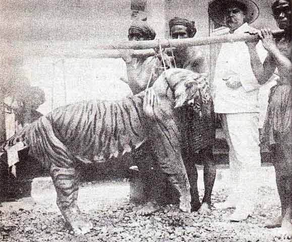 A Bali tiger killed by M. Zanveld in the 1920s