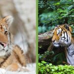 bengal tiger vs siberian tiger habitat snow.jpg