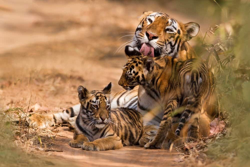 Bengal Tiger with Cubs