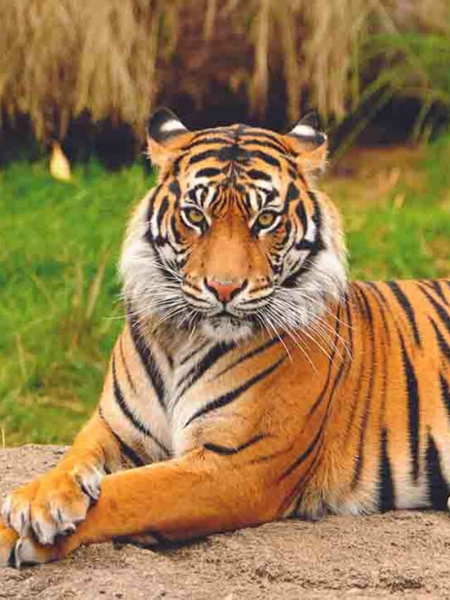 sitting bengal tiger