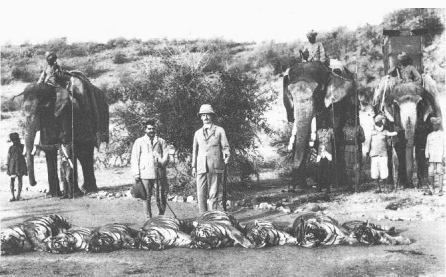 dead hunted bengal tigers by britishers