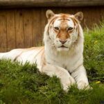 The golden tiger's coat is lighter than that of a normal tiger