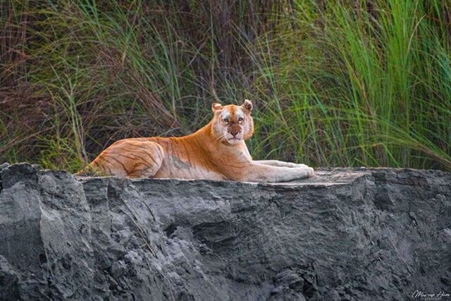 Golden Tiger in Kaziranga National Park, India