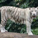 Standing white tiger (Bengal tiger species 😺) with open mouth, at Singapore Zoo