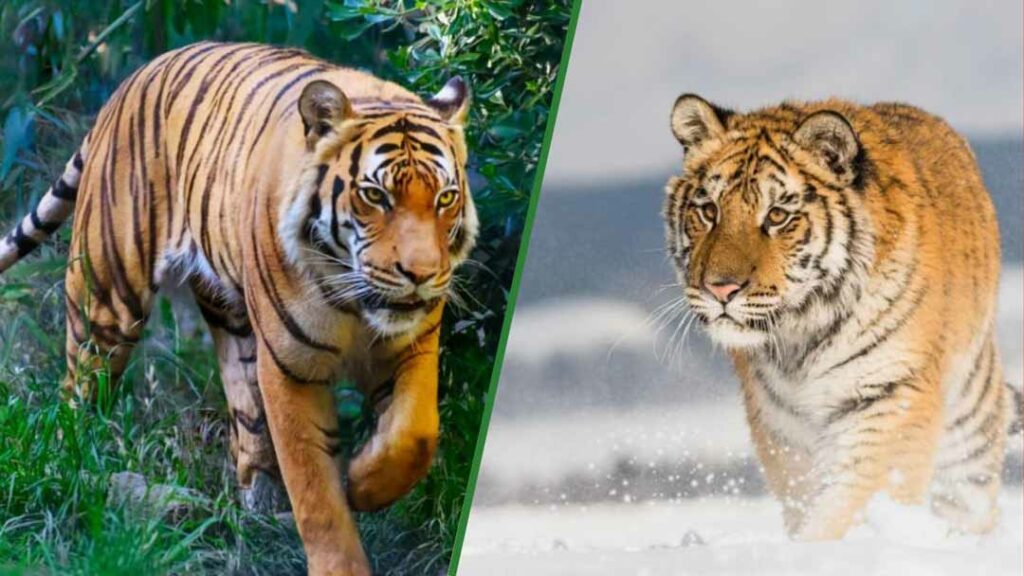 Walking Bengal Tiger vs Siberian Tiger 