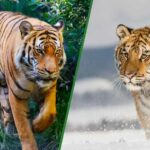 Walking Bengal Tiger vs Siberian Tiger