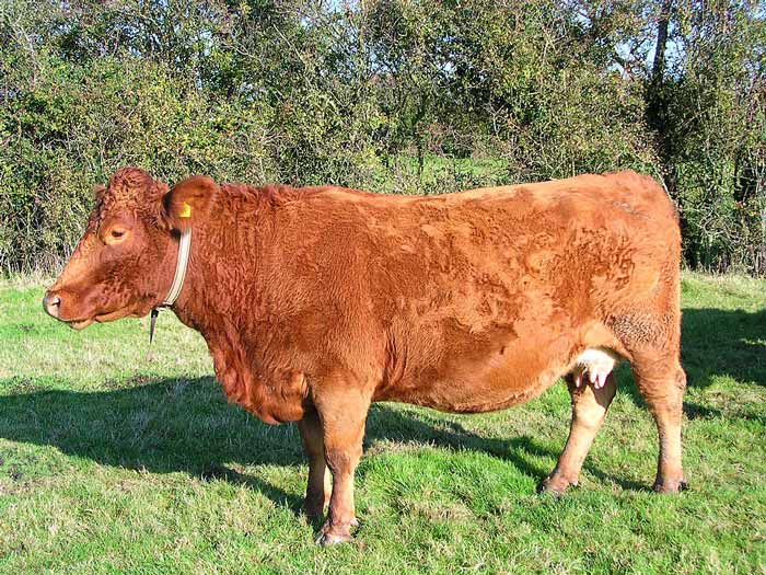 A South Devon cow at Amberley, West Sussex, England