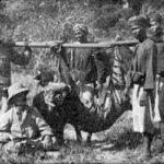 Balinese Tiger shot by Hungarian baron Oskar Vojnich 3 Nov. 1911