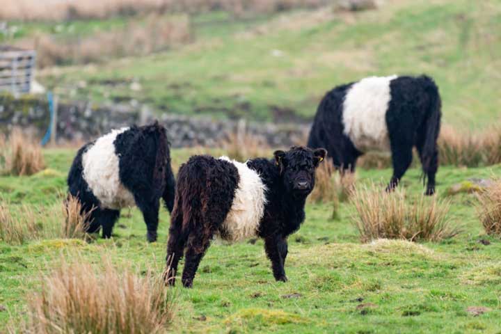 Small group of Belted Galloway Cattle