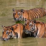 Big Indo-Chinese tigers in the lake on a hot day
