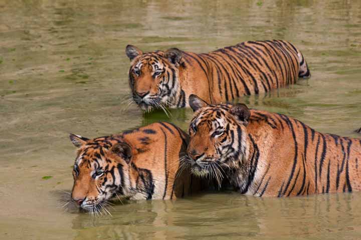 Big Indo-Chinese tigers in the lake on a hot day