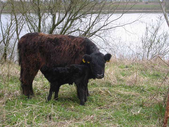 Black galloways, cow and calf