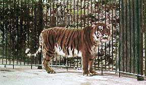 Colour-enhanced photo of the captive caspian tiger in Berlin Zoo 1899