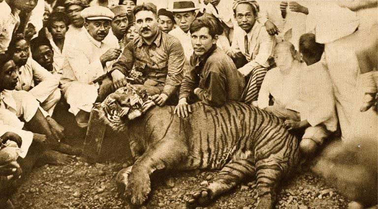 Dead hunted Javan Tiger