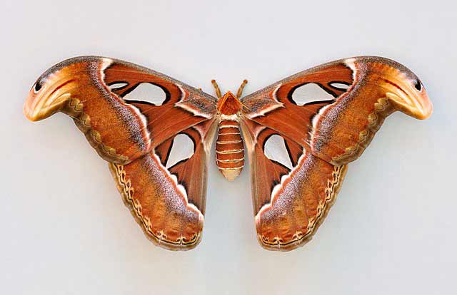 Female Atlas Moth (Attacus atlas) in the Wilhelma, Stuttgart, Germany