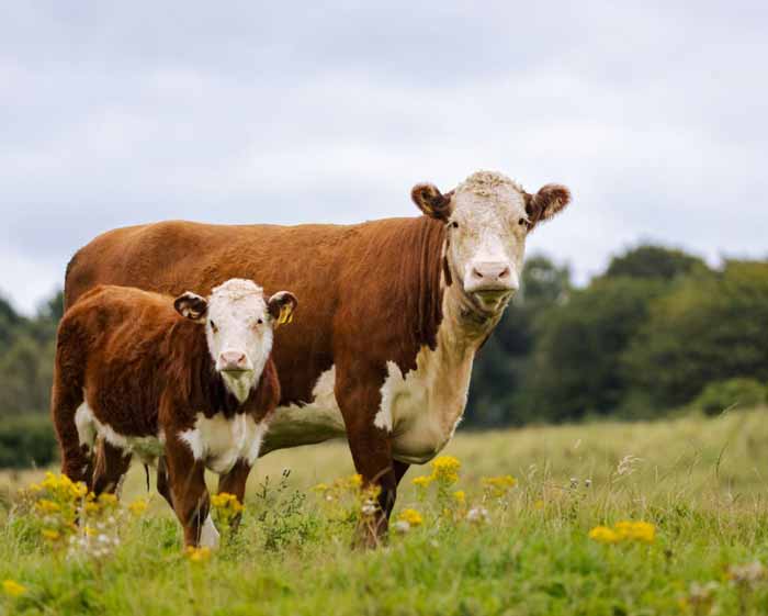 Hereford Cow and calf