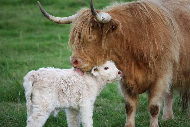 Highland Cow shows her baby some love