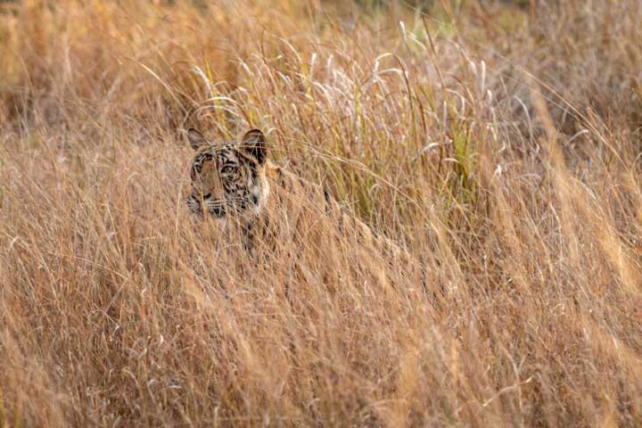
Indian wild female bengal tiger or panthera tigris tigris camouflage in grass at bandhavgarh national park forest madhya pradesh india