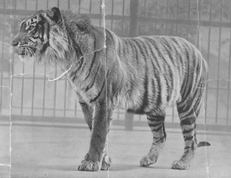 Standing Javan Tiger