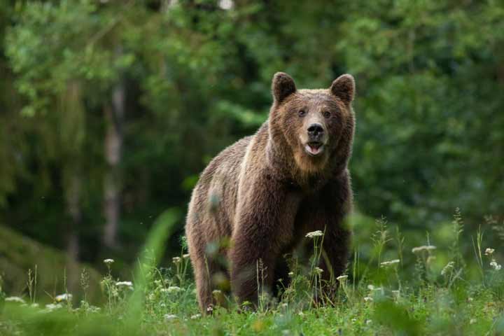 Large Carpathian brown bear portrait in the woods Europe Romania