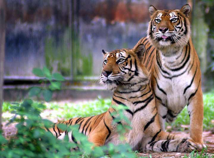 Malayan Tiger Couple