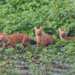 Pack of Dholes