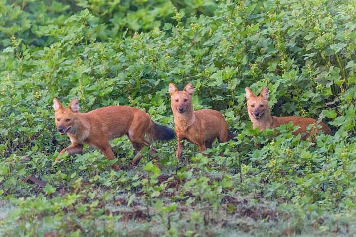 Pack of Dholes
