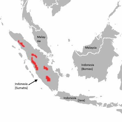 Range of Sumatran Tiger (Panthera tigris sumatrae), with national borders added