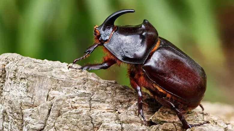 Rhinoceros Beetles