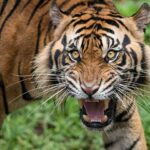 Roaring Sumatran Tiger