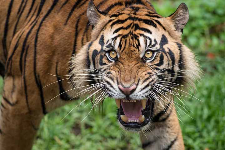 Roaring Sumatran Tiger