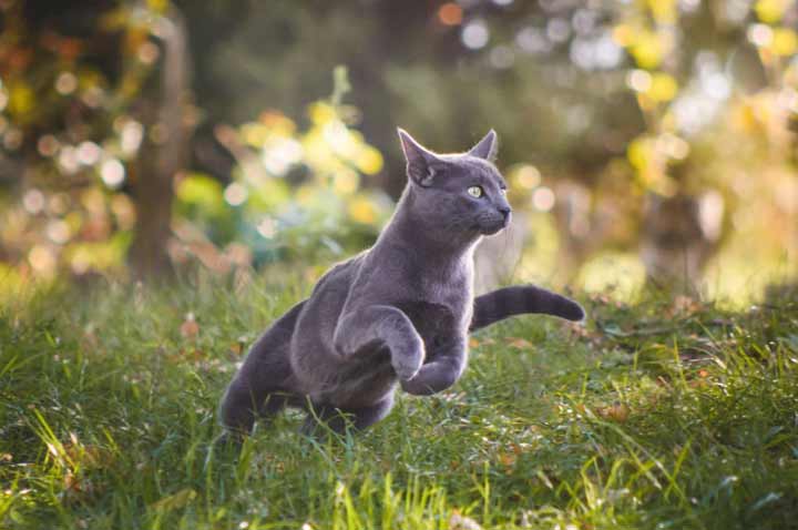 Russian Blue cat in grass