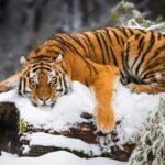 Siberian Tiger in Snow