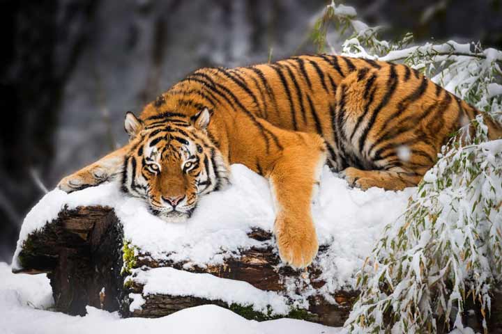 Siberian Tiger in Snow