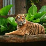 Sitting Malayan Tiger Chin-Up