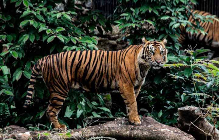 Sumatran Tiger in Jakarta Zoo