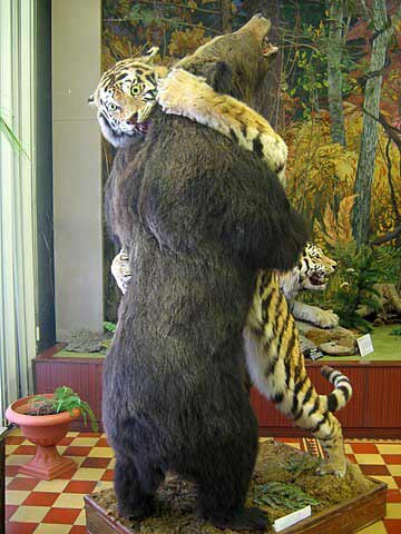 Taxidermy exhibit portraying a tiger fighting a brown bear, Vladivostok Museum