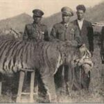 Tiger killed in northern Iran, early 1940s