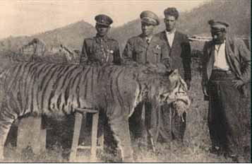 Tiger killed in northern Iran, early 1940s