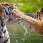 Tigers fight, swipe