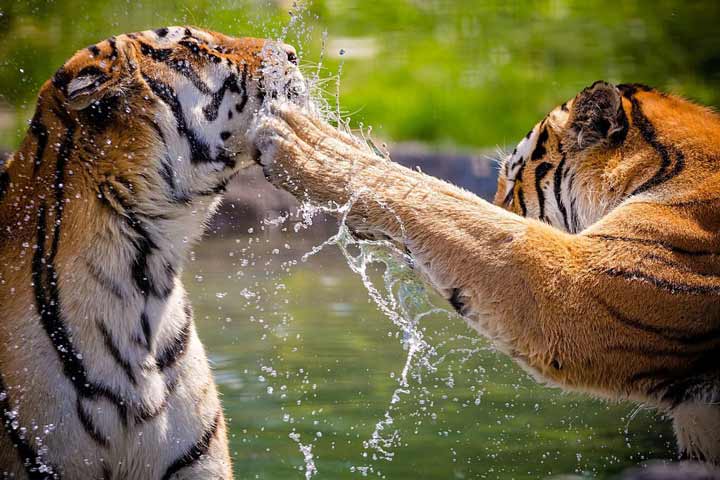 Tigers fight, swipe